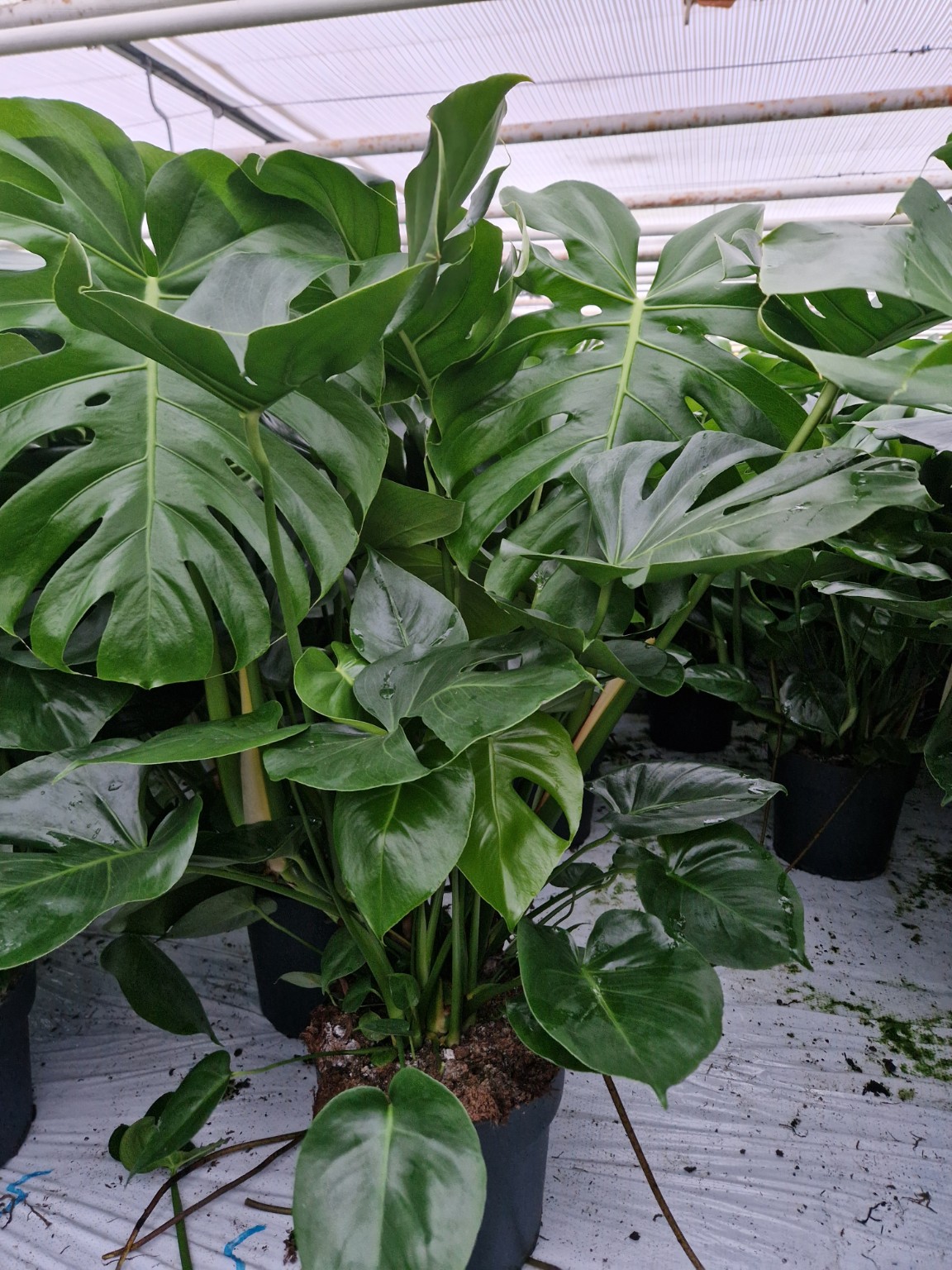 Monstera deliciosa P27