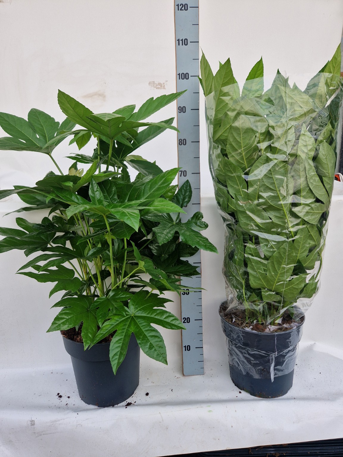 Fatsia japonica P27