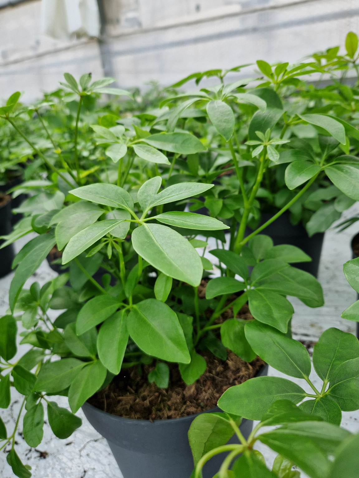 Schefflera arboricola P27