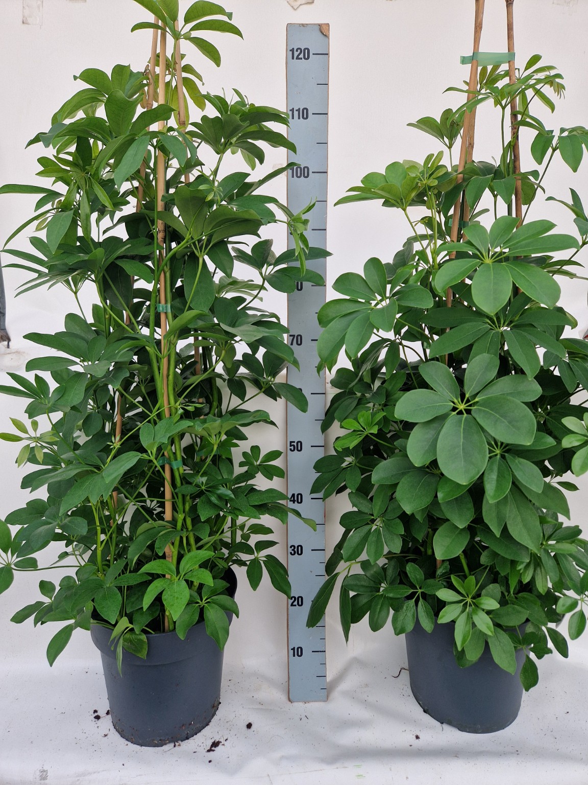 Schefflera arboricola P27
