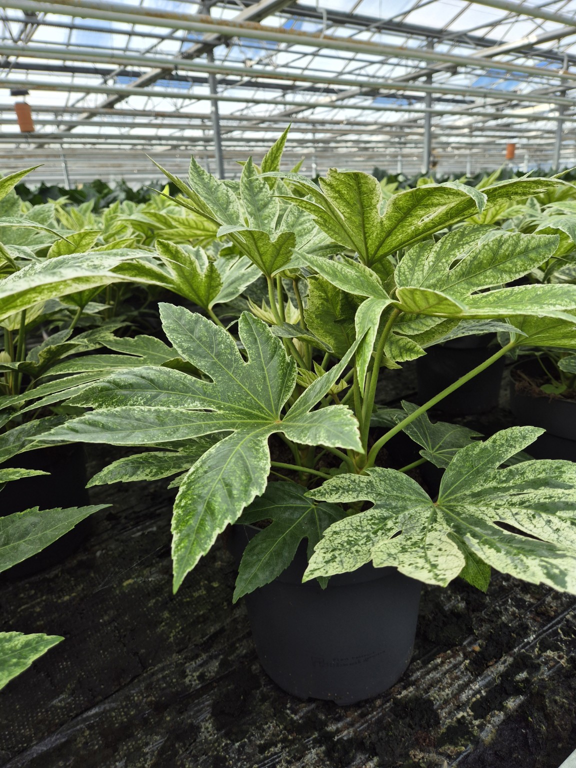 Fatsia japonica Spider’s Web P27