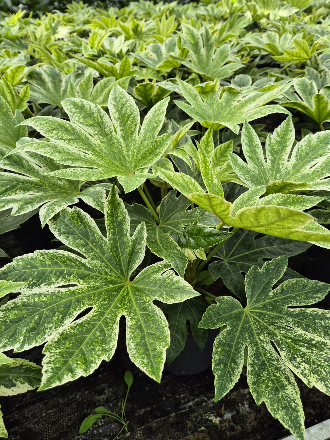 Fatsia japonica Spider’s Web P27