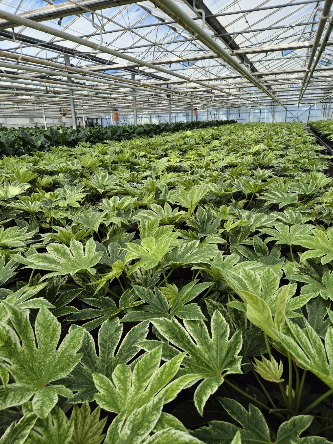Fatsia japonica Spider’s Web P27