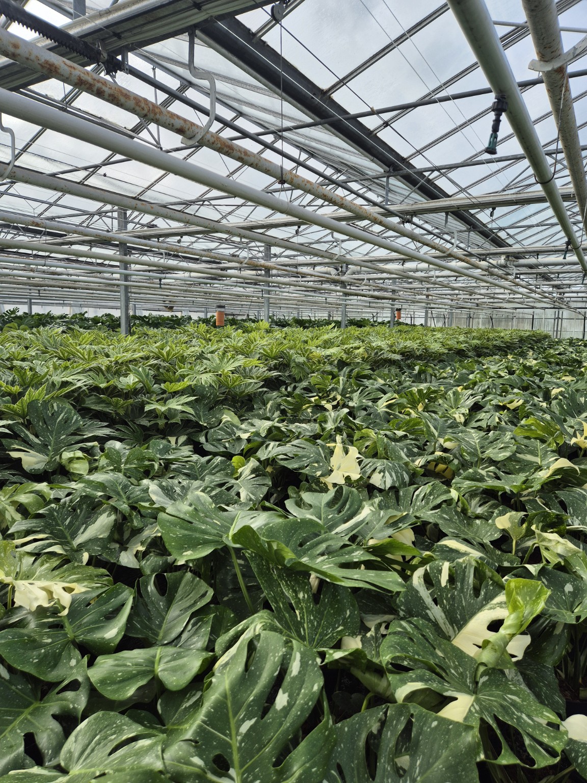 Monstera Thai Constellation P19