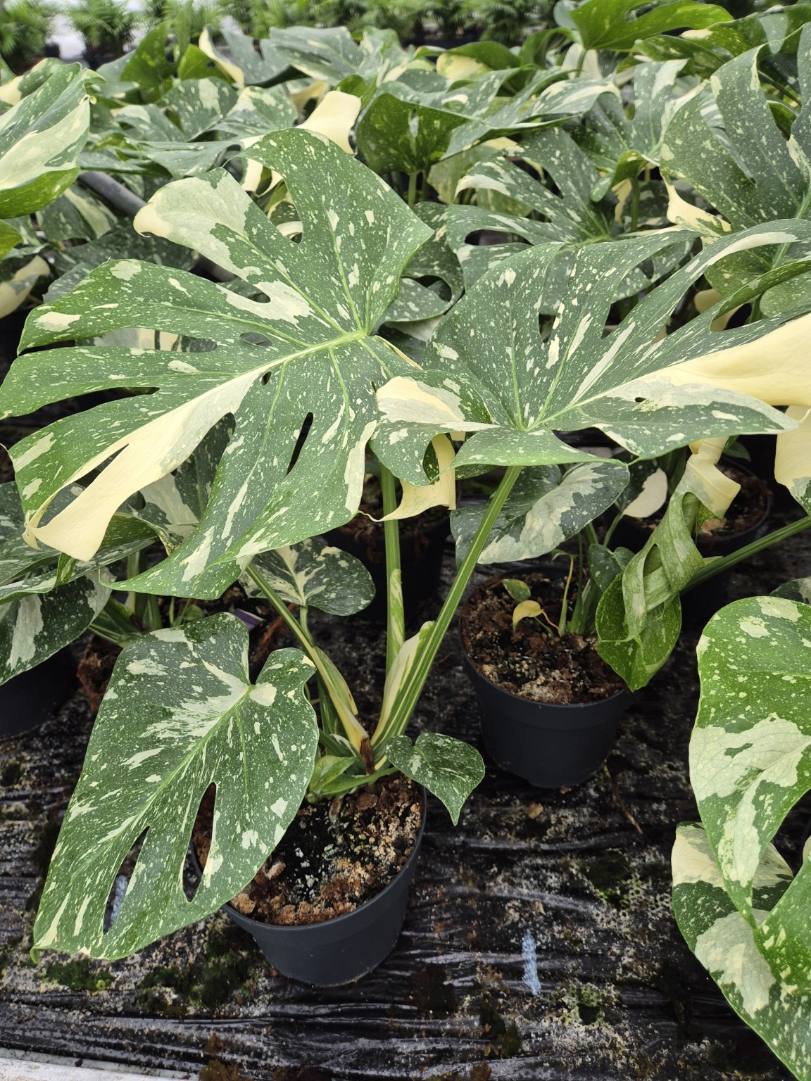 Monstera Thai Constellation P19