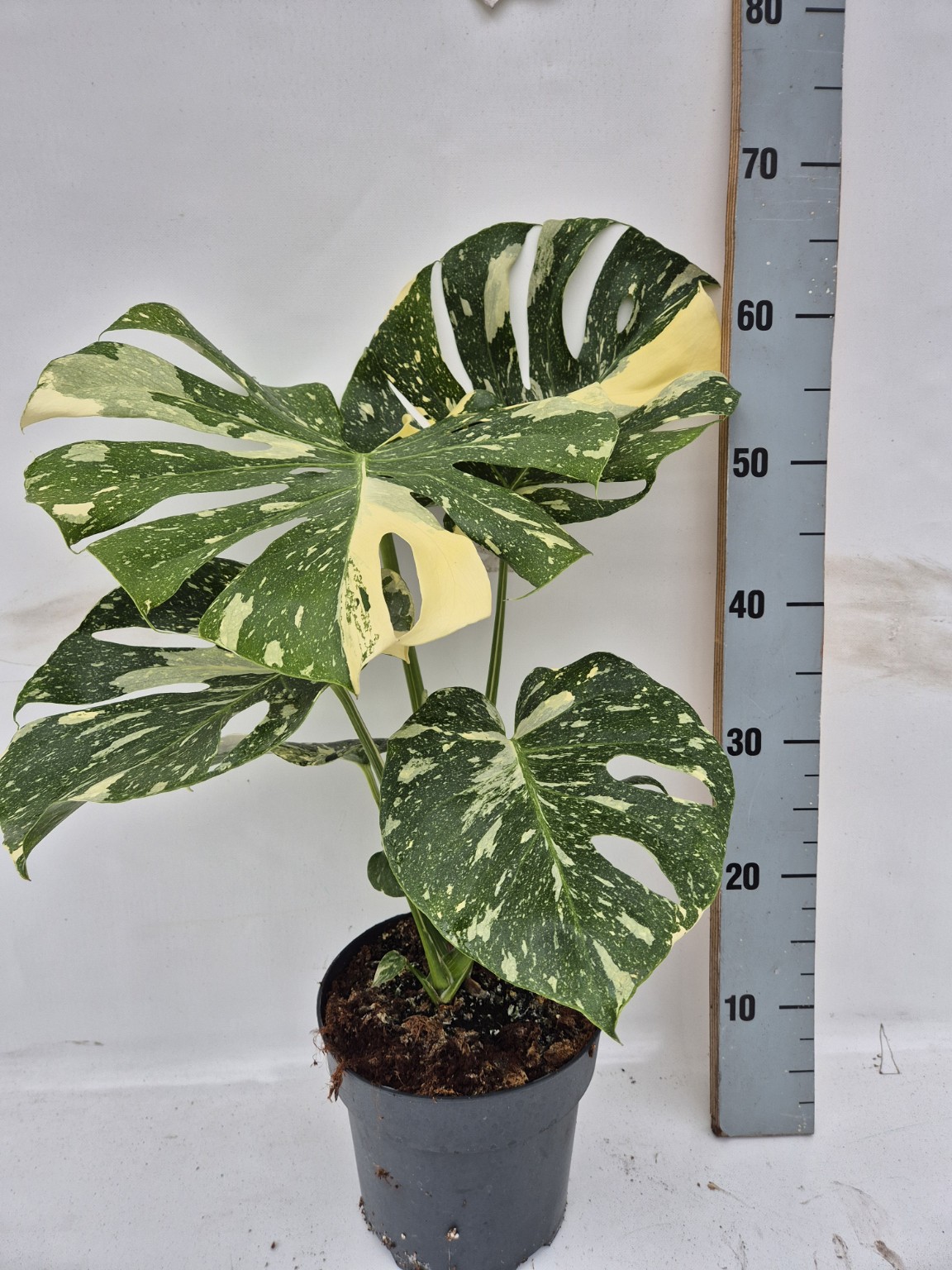 Monstera Thai Constellation P19