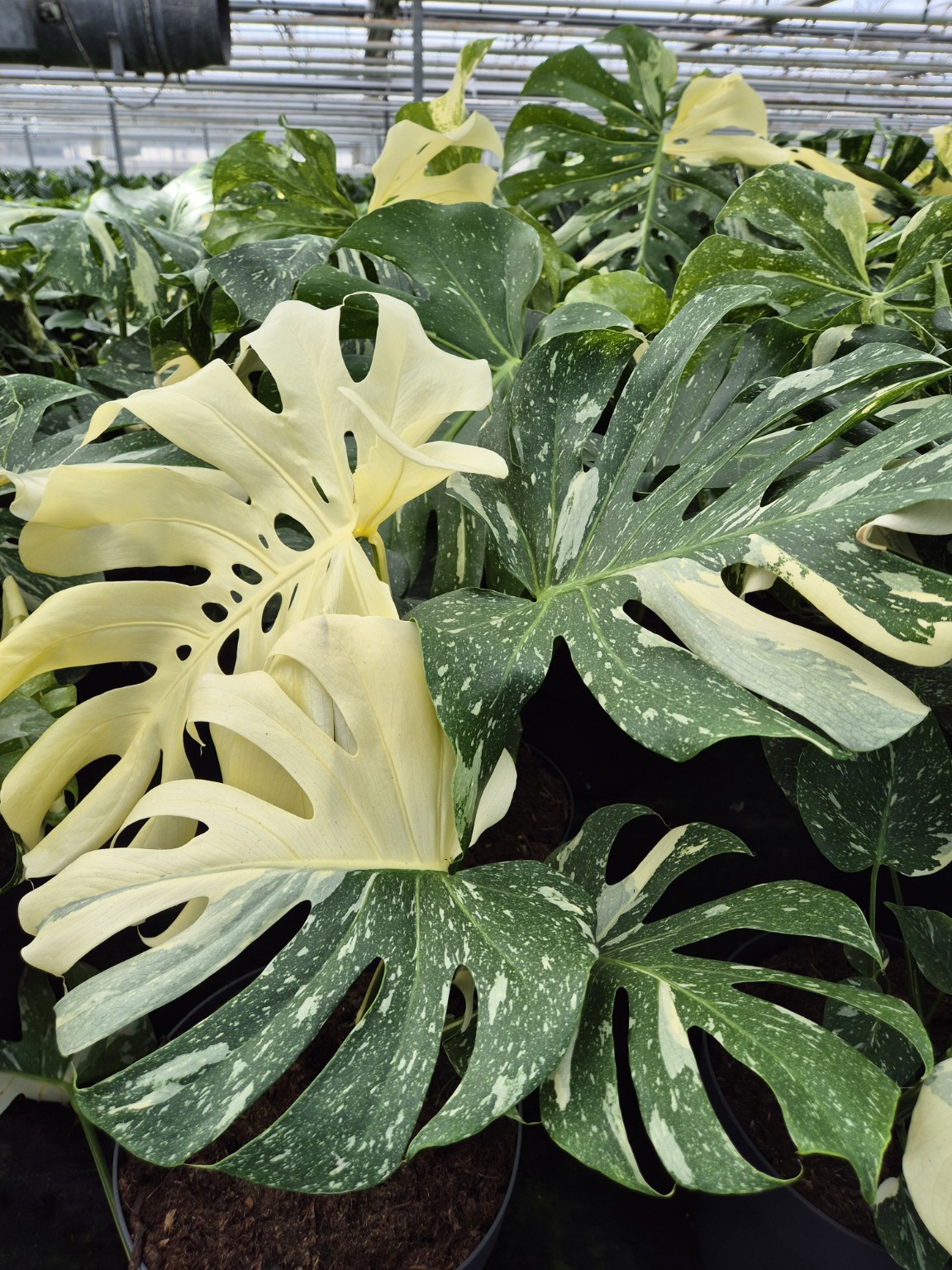 Monstera Thai Constellation P27