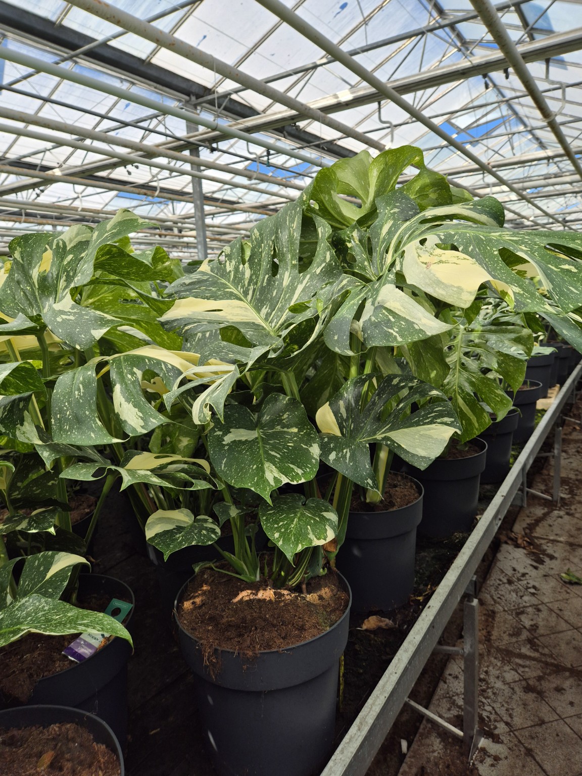 Monstera Thai Constellation P27